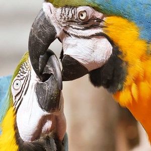 Costa Rica beautiful birds live wallpaper - Microsoft key - United Kingdom