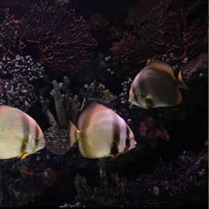 Aquarium Screensaver PRO - Microsoft key - United States