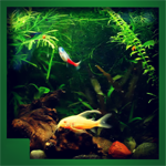 Real green aquarium - Microsoft key - United Kingdom
