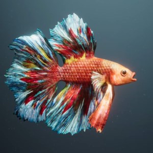 Betta Fish - Virtual Aquarium - Microsoft key - Australia