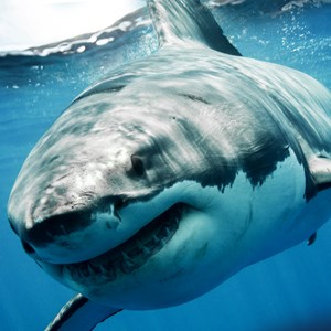 Aquarium - Shark Tank - Microsoft key - Europe