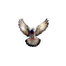 PigeonAi.2.0 - Microsoft key - United States