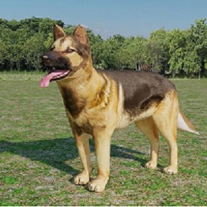 3DHoloDog - Microsoft key - Australia